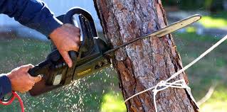 Reliable La Selva Beach, CA Tree Services Solutions